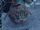 Glassless 塔兹.png