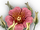 Chameleon Creeping Plant icon.png