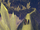 Kana Peak
