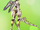 MechaFioraTrophyU.png