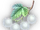 White Cassis