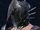 Combat Vizard