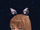 Armet 6-F.png