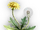 Doga Dandelion icon.png