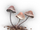 Caseras Mushroom icon.png
