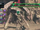 Valer伊恩, the Iron Cutter.png