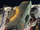 P-Cannon T3.png