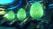 Blitans
