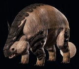 Baabara