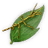 Common Stick Insect icon.png