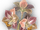 Sleeping Amaryllis