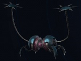 Fleet Shrad
