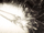 Thirdsword.png