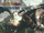 Wild Lupus.png