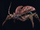 Crawler Blatta