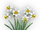 Nirvana Jonquil