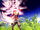 ShulkSmash.jpeg