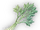 Mizaria Celery