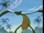 Praying Mantis