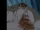 Abominable Snowman