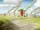 Fire Nation Colonies