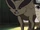 Kurama (Killer Bees Infinite Tsukuyomi)