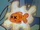 Fishy