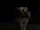 Pitch Black