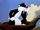 Sylvester