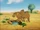 Camels