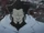 Driscoll Berci