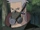 Kigiri