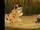 Cheetata