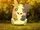Morpeko