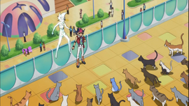 Yuma and Astral surrounded by cats