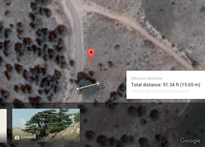 measuring the width of the Lebanon Cedar tree used in the t-1 ONGs