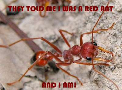 RED-und-ANT