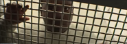 Bobby was created and imprisoned by the .