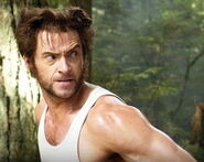 Wolverine forest