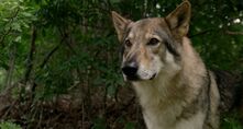 Rahne Sinclair as a wolf