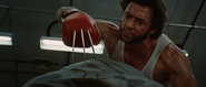 Adamantium Claws through Boxing Gloves