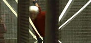 Quicksilver (Origins) restrained by elastic straps in his cage.