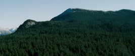 Forest-528