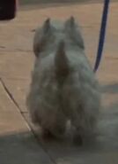 Bonkers as 5th Avenue Dog