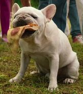 Tauntaun as Pizza Dog
