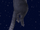 4684SPACECAT