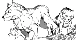 Ayshe's wolves
