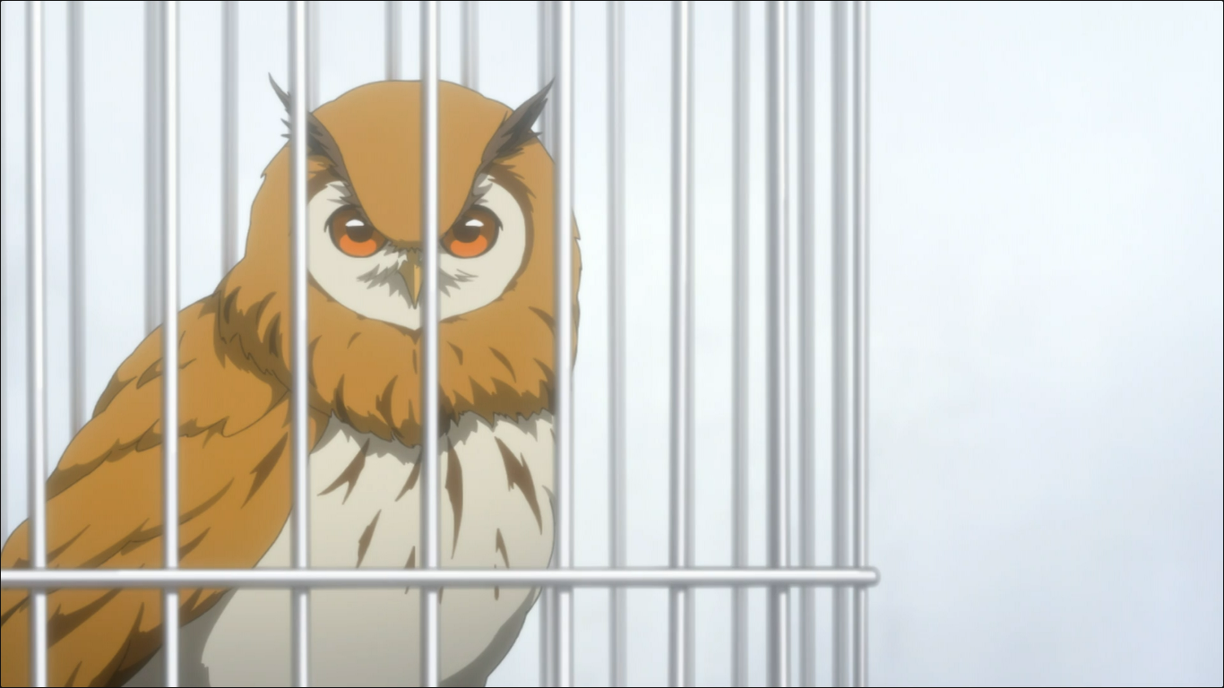 Illustration Anime Owls Cute Owls Stock Illustration 2169556095 |  Shutterstock