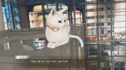 Secrets of Cats | Yakuza Wiki | Fandom