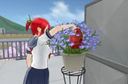 Tsubaki arrosant une plante.